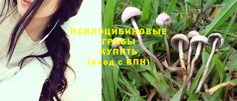 Галлюциногенные грибы Magic Shrooms  Видное 